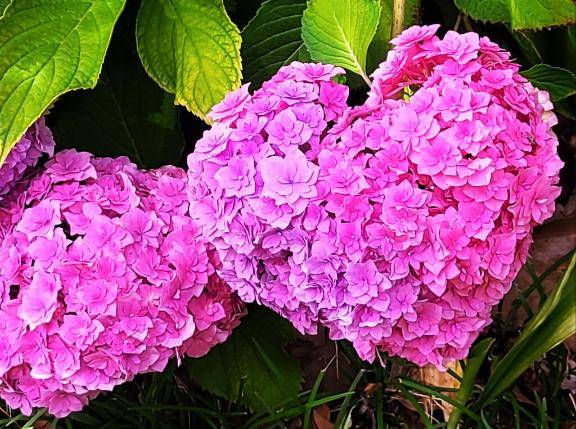 ともみ　甘えん坊な熟妻はご奉仕大好き♡