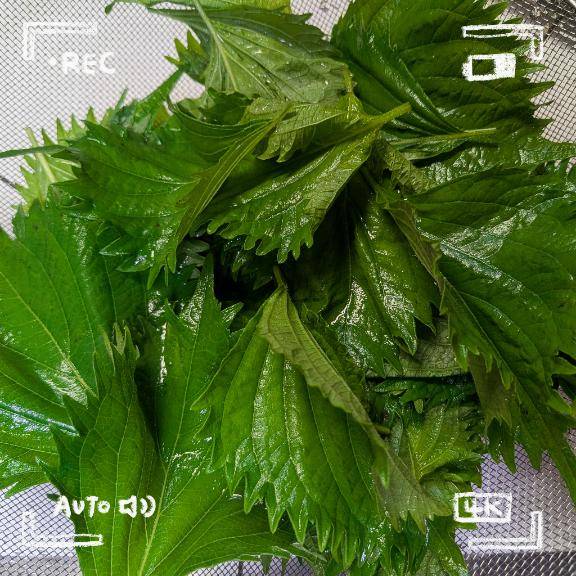ひなた　Ｇカップの温もり、淫乱の園へ