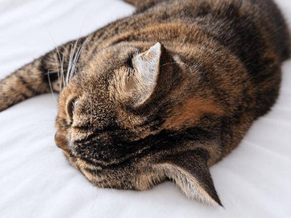 ひなた　Ｇカップの温もり、淫乱の園へ