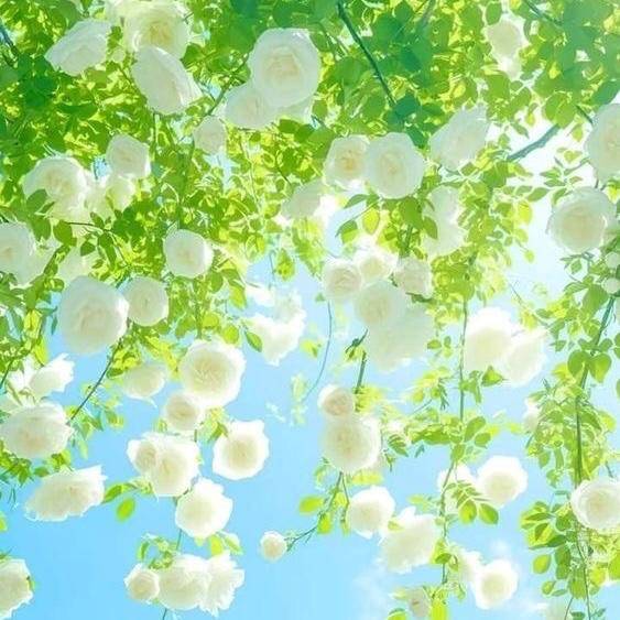 さくら♦PREMIUM