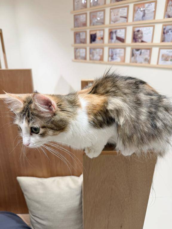 なのは★UL対応