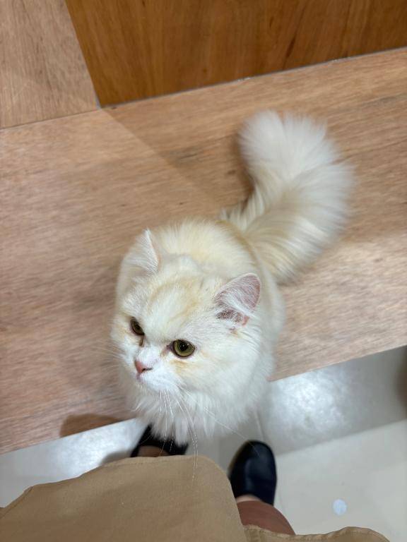 たいよう★UL対応