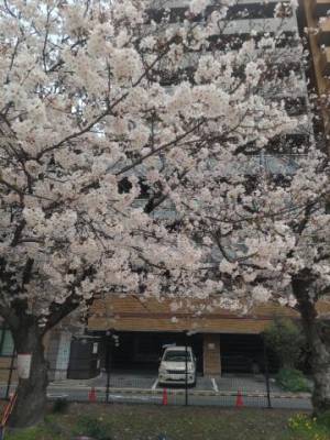 桜～?