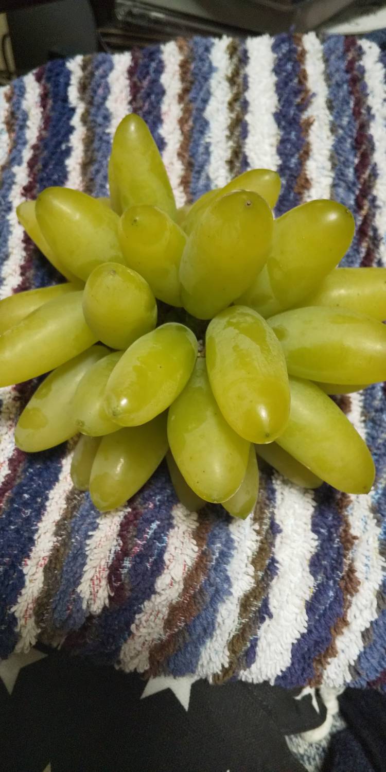 "これ絶対美味しい禧の助商店　たい焼き" を YouTube で見る