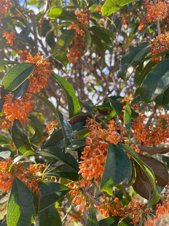 ワタシの好きな香り