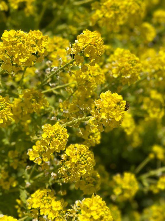 ハチさんいっぱい