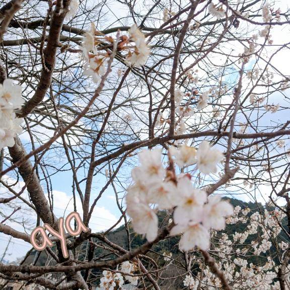 おはようございますー