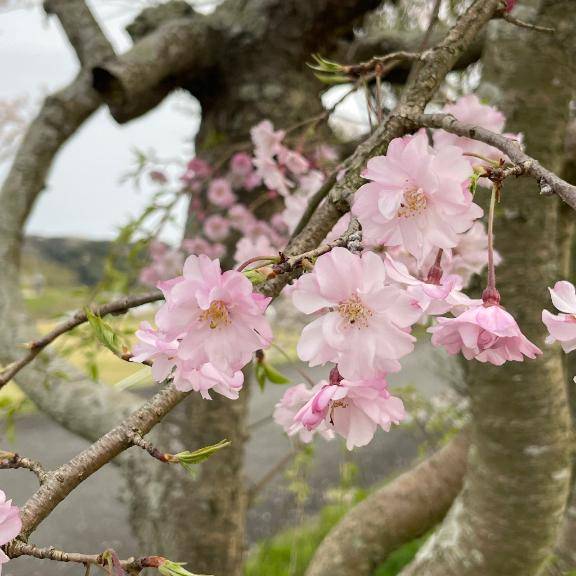 こんばんは(о´∀`о)