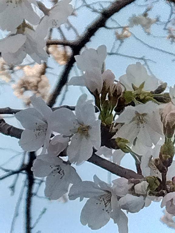 お知らせ☆。.:＊・゜