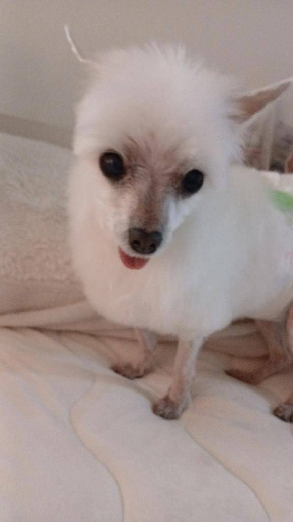 犬好きさん達へ??