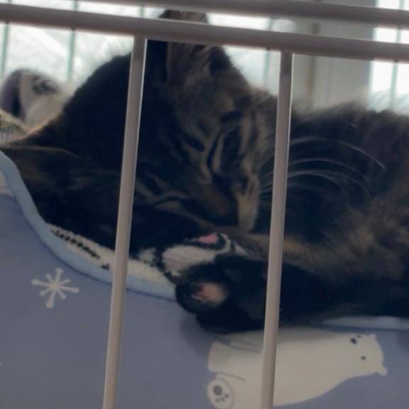 りあ（山口周南ちゃんこ）