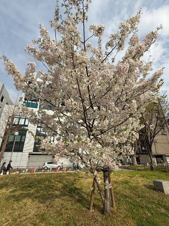かづきの今年のお花見?