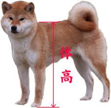 @今日は何の日__天然記念物•柴犬 !