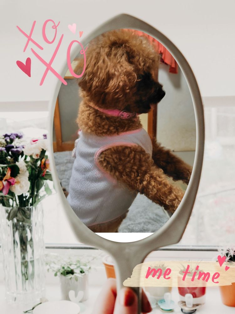 向日葵🐕2歳になりました🥰