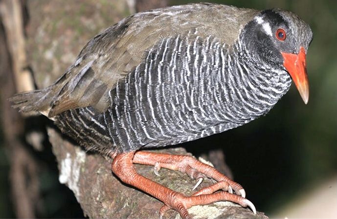@飛べない鳥の名前決定__ !