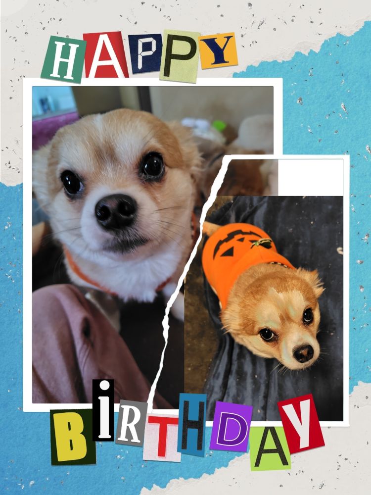 ひなた🐕3歳になりました💕