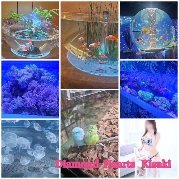 行ってきたよ🐠