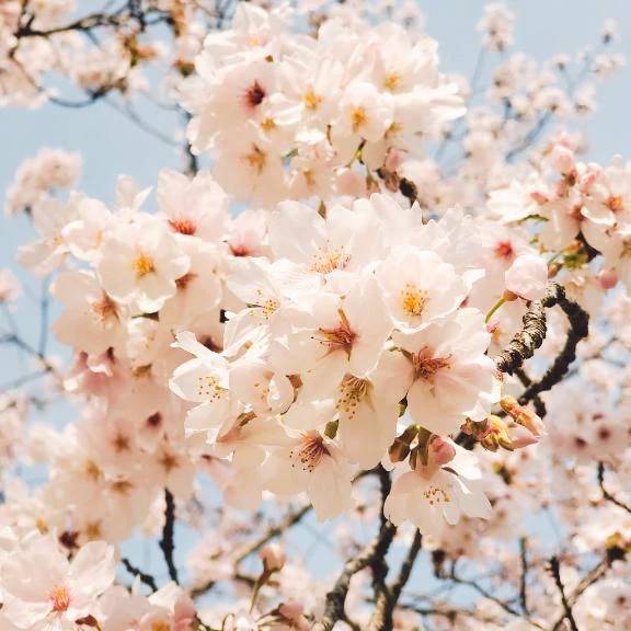 本日も🌸