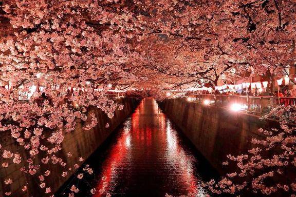 ?桜が好きなの?