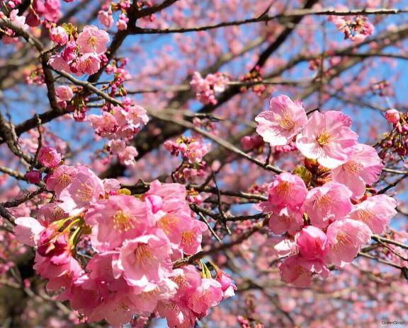 ?カルティニX405様??