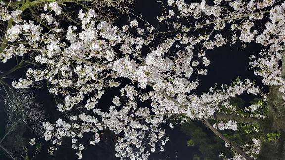 今年初の夜桜?