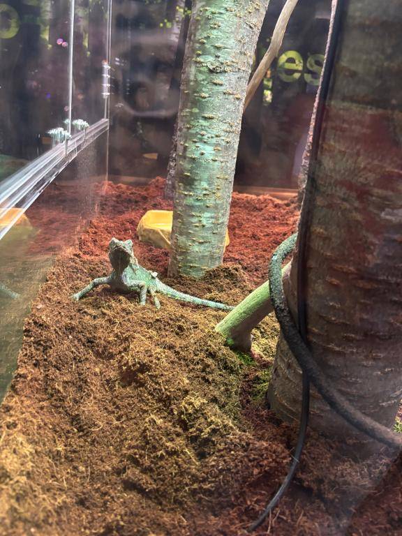 セレナーデ705のお兄さん