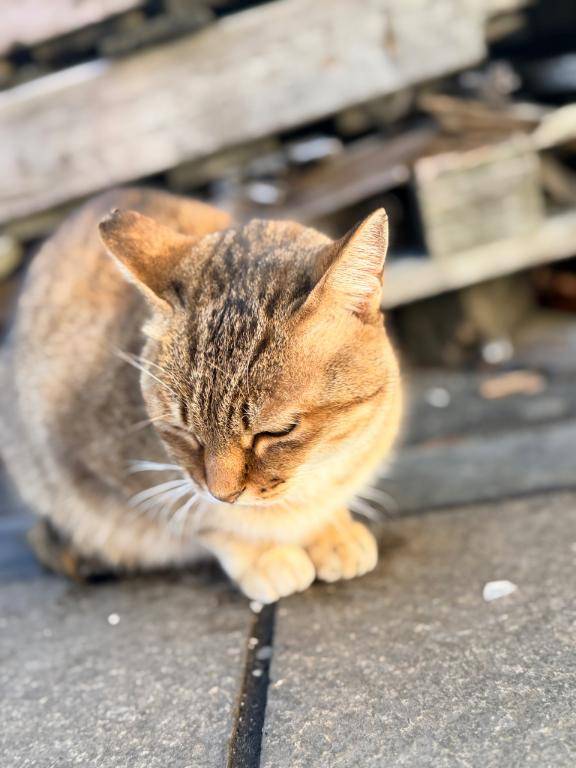 ふわふわだねぇ?