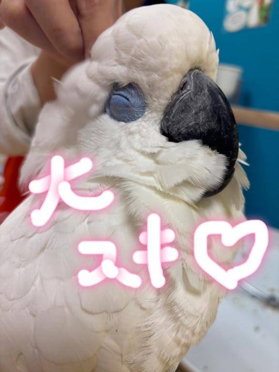 急ぎますっ