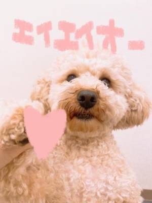 😊🐶えいえいおー😊🐶