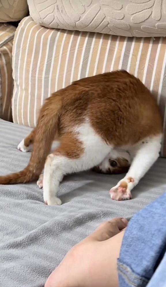 🐈 ありがとにゃん 🐱