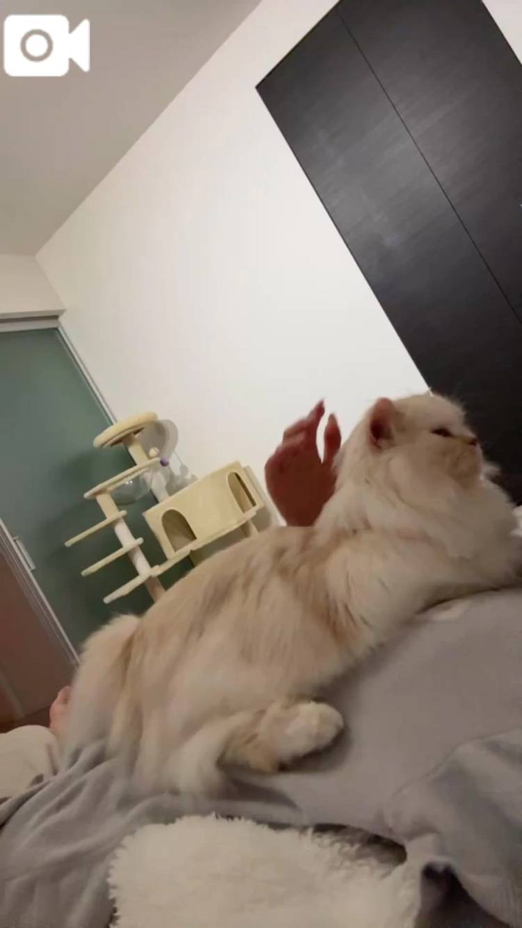 🐱🐱