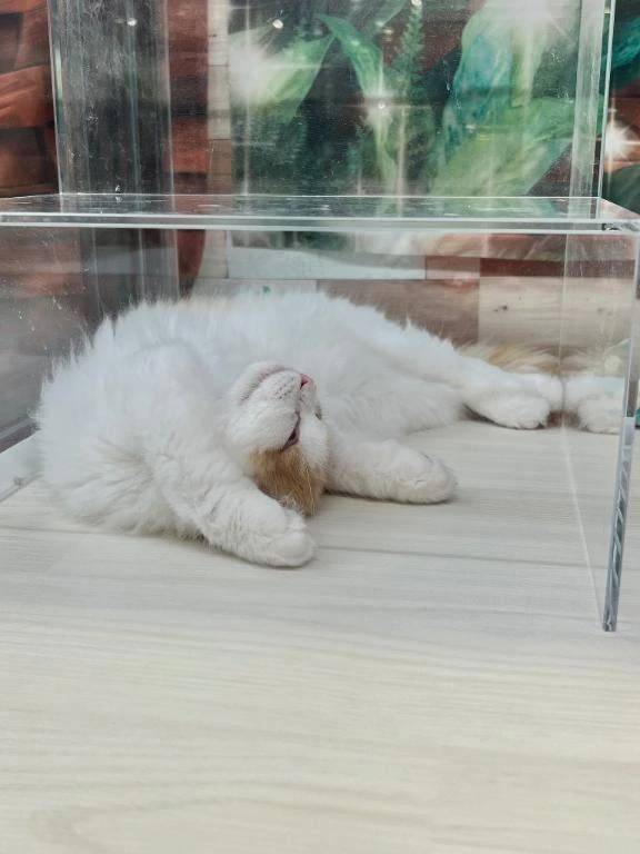 🐱 ゴロゴロにゃんにゃんありがとにゃん 🐈