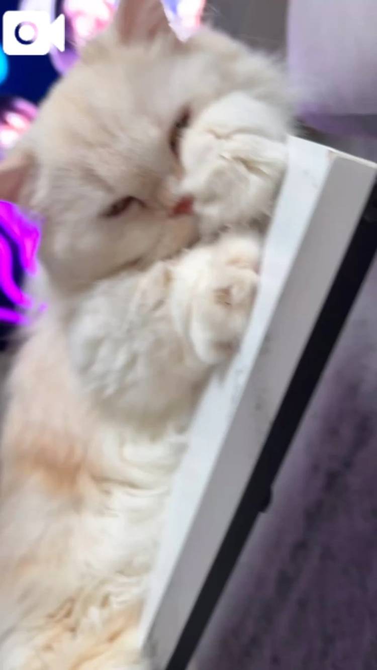 ラテ氏🐈