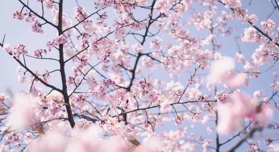 帰還🌸(長め)