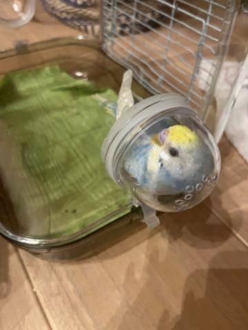 自信が持てないインコ🐤