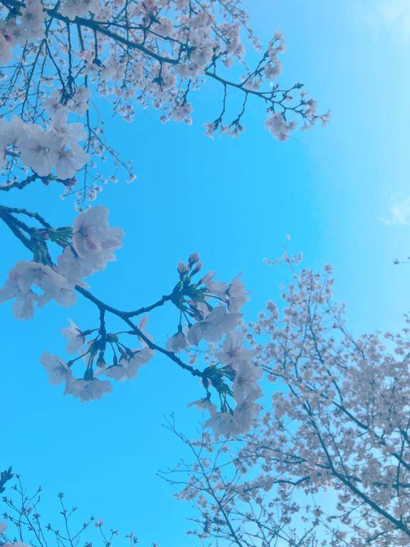 さくらといえば✿ ♫