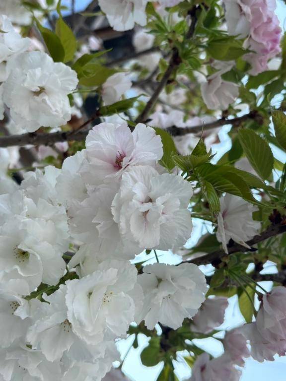 本日出勤🌸新人🌸