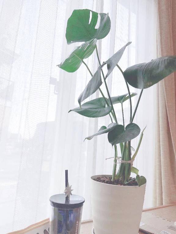 モンステラ育ててる方いる？？？