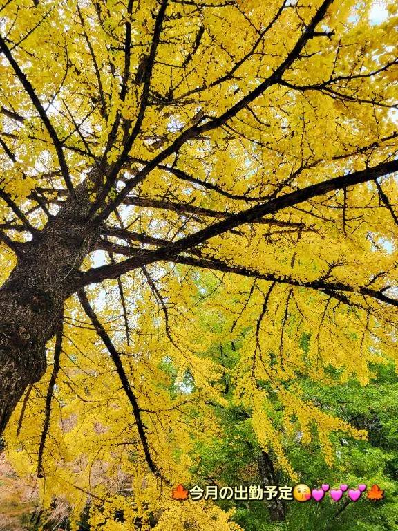 ●今月の出勤予定●