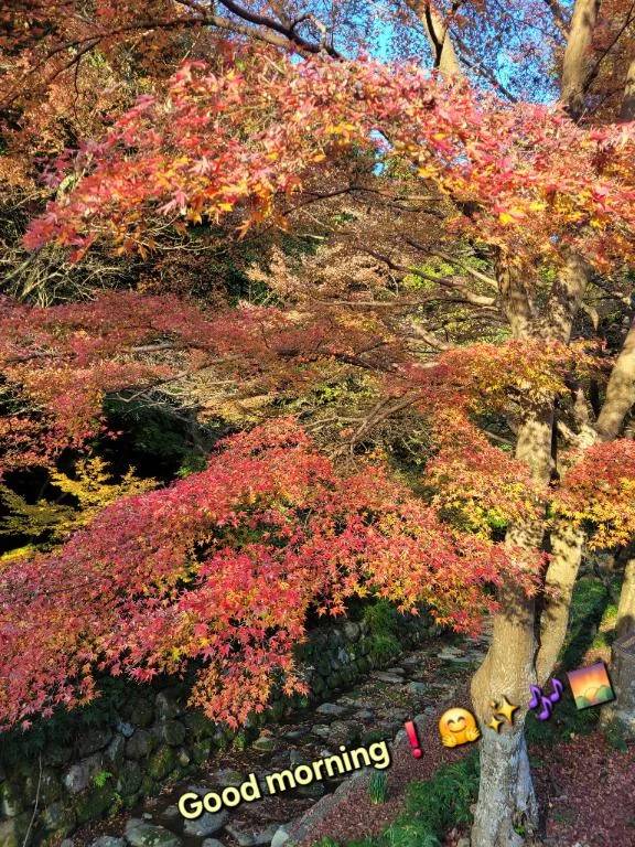 おはようございます♪︎♪︎