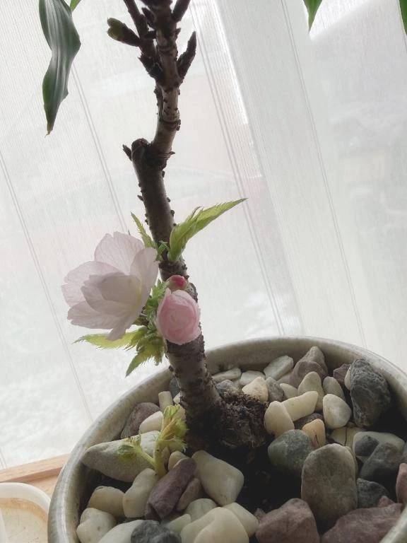 はやとちりさん