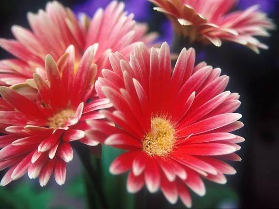 4/21お休みのお知らせ