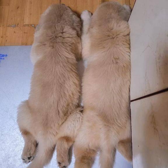 たまには