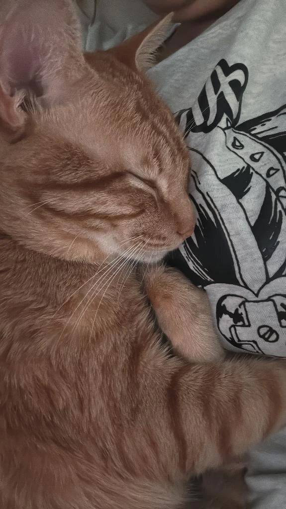 おっぱい枕🐈