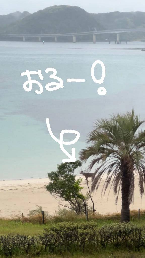 野生の◯◯