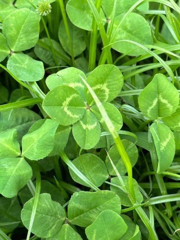 小さなラッキー見つけました🍀