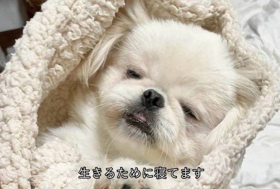 おやすみ(ᐡ_  ̫ กᐡ)ᙆƶ