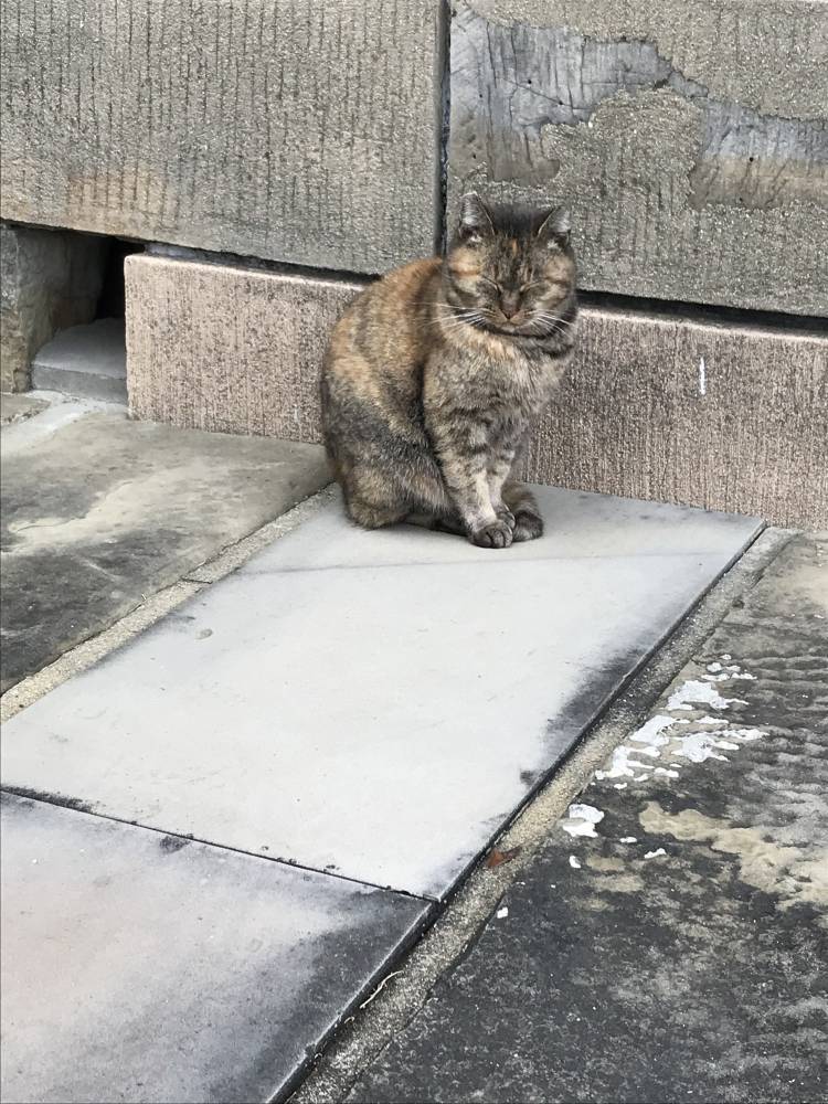 さくら