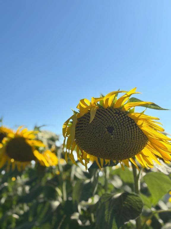 🌻☀️