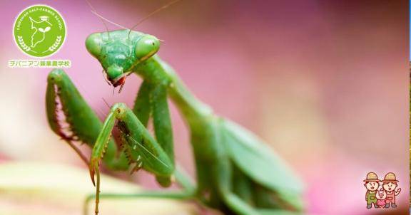 ?カマキリは180度首を回転できる?